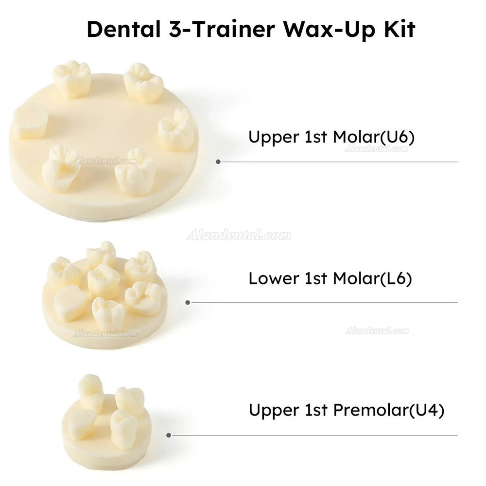 3Pcs/Bag Dental Tooth Morphology Practice Model U6/L6/U4 Positions Training Kit (Gypsum/Resin)
